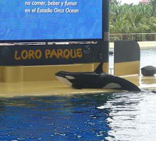 Predstavenie s kosatkami