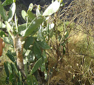Vegetation