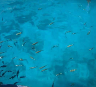 Es ist ca. 5-6 Meter tief und trotzdem so klar 