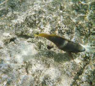 Unterwasserwelt am großen Hausriff vom Hotel Club Azur