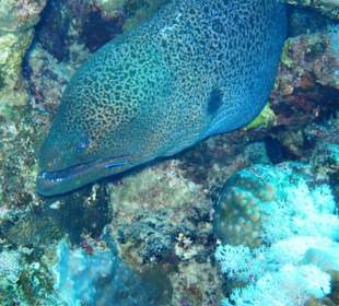 Unterwassereindrücke