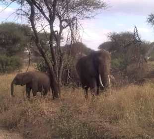 Die ersten Elefanten 