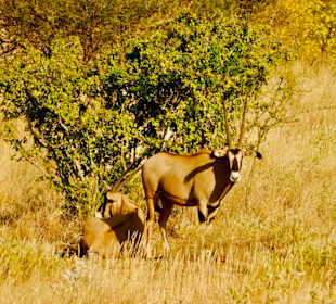 Oryx Antilopen