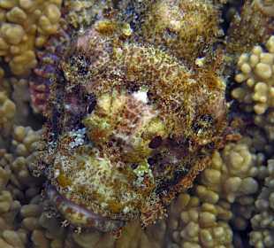 Schnorcheln am Hausriff