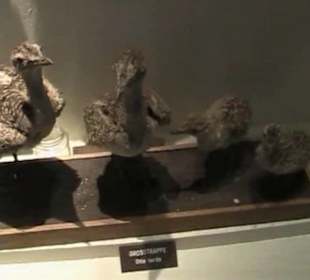 Naturhistorisches Museum