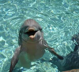 Delfine in Sea World Orlando