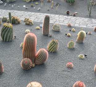 Jardin de Cactus