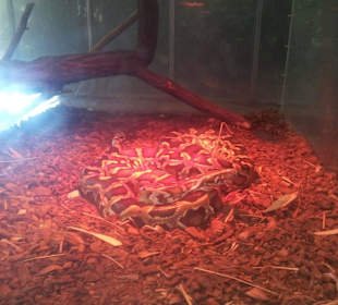 Palmiarnia Poznańska