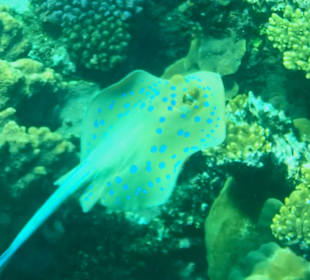 Schnorcheln Marsa Alam