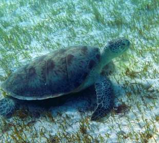 Schnorcheln Marsa Alam