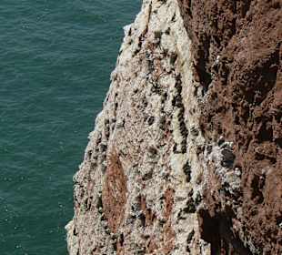 Brüten beim Lummenfelsen