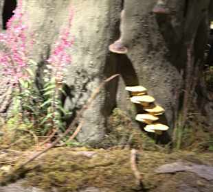 Naturparkzentrum Ruhestein