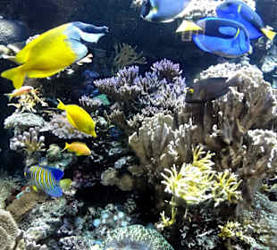 Blick in das tropische Aquarium
