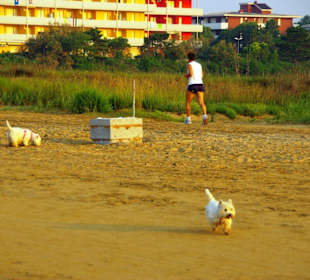 Der Hundestrand dei Pini