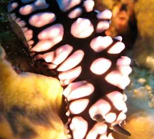 Netz-Warzenschnecke, Hausbucht