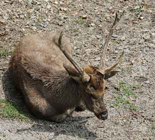 Padmaja Naidu Himalayan Darjeeling Zoo