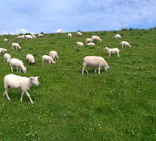 Stadtrundgang Wangerland