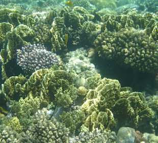 Traumhafte Korallen am Außenriff