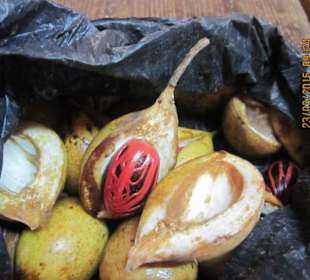 Muskatnuss in der Frucht