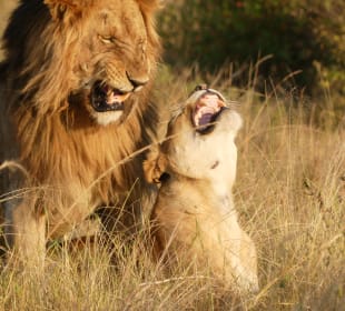 Schleich dich nicht immer an...