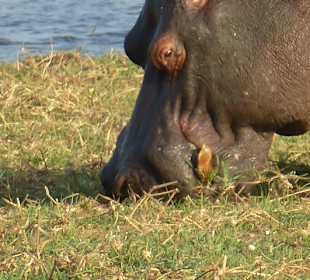 Safari Okavango Delta	