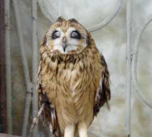 Вот такая птичка