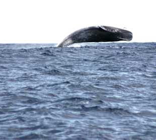 Wale auf der Überfahrt
