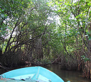Mangrovenflussfahrt