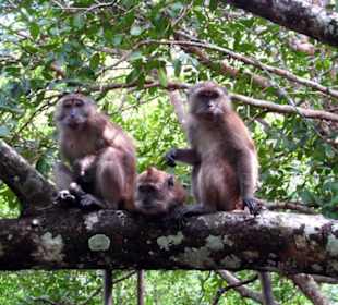 Makaken auf Mangroventour