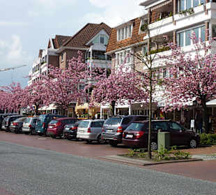 Kirschblüte in Bad Zwischenahn
