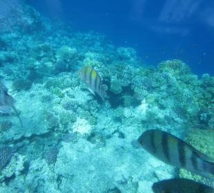 Unterwasserwelt vor Ort