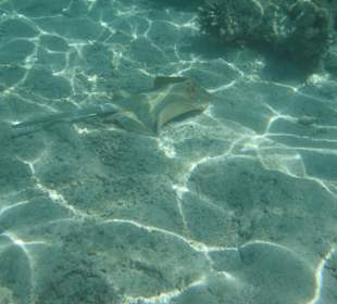 Rochen im Innenriff