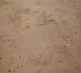 Muss, zu mal die mitreisende Gebeco Mitarbeiterin 