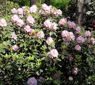 Spaziergang durch den Rhododendronpark Westerstede