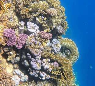 Traumriff in sharm El naga