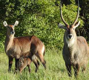 Eltern ganz aufmerksam