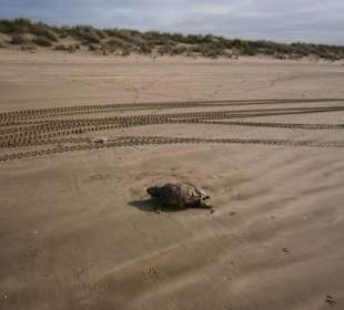 Tote Schildkröte am Strand