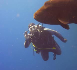 Napoleon am Elphinstone Reef
