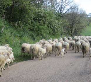 Das ist Leben in den Bergen bei Ollolai