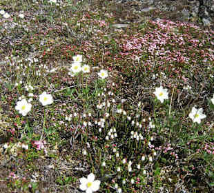Blumen am Straßenrand