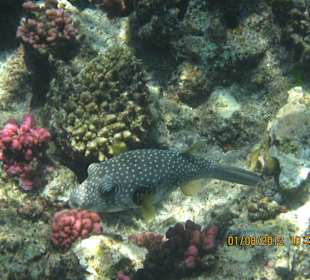 Kofferfisch am Hausriff