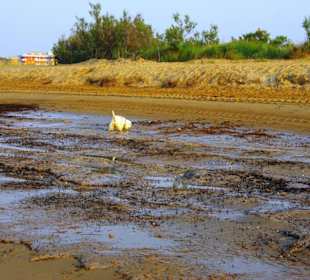 Strand in Bibione Juni 2012