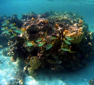 Schnorcheln Marsa Alam