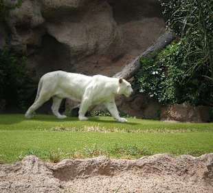 Weisser Tiger beim Delphinarium