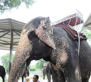 Gelangweilte Elefanten ?