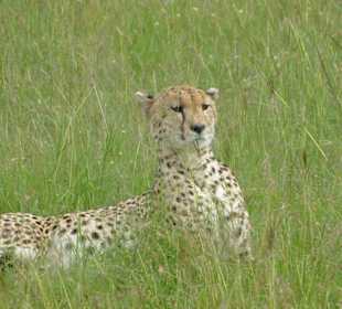 Cheetah
