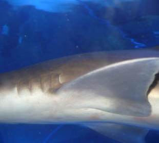 Röhren Aquarium Antalya 