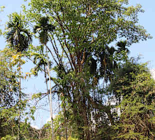 Kanufahrt am Sok River