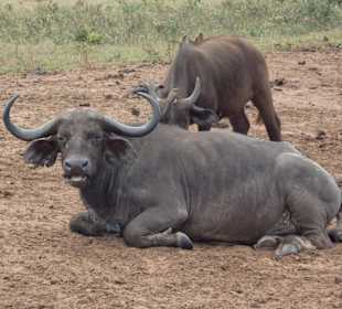 Tiere im Park