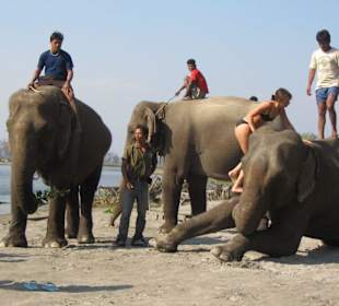 Bathing elephants in chitwan national park
